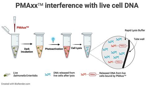 IJMS | Free Full-Text | An Improved Real-Time Viability PCR Assay to ...