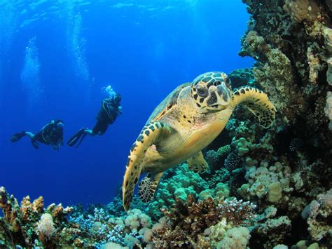 Sea Turtle Habitat - Sea Turtle Facts and Information