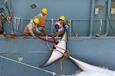 Japan’s plan to resume commercial whaling could actually help whales ...