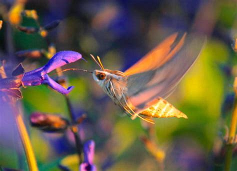 Hummingbird moths making their presence known – Inside UW-Green Bay News