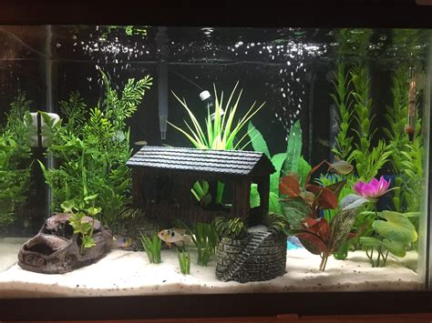 20 Gallon Planted Tank Ideas - Aquascape Ideas