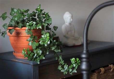 english ivy plant care: how to keep them happy