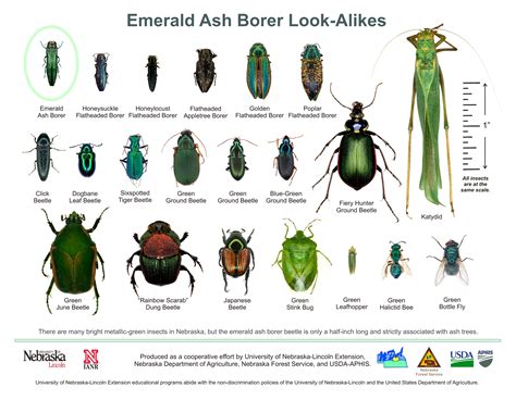 EAB - Identification