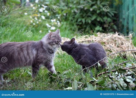 Two cats is kissing stock image. Image of kiss, nature - 142251375