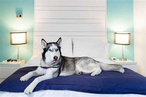 The Most Pet-Friendly Hotel in Every Southern State