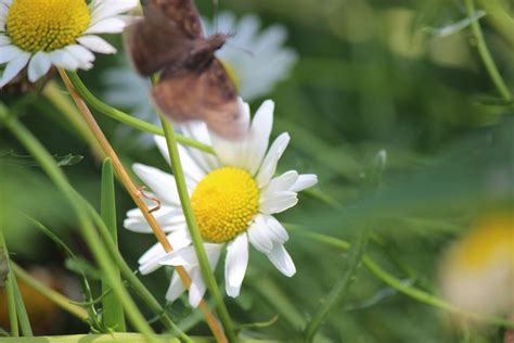 Christian Images In My Treasure Box: Brown Butterfly In My Garden ...