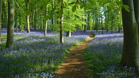 Bluebell Woods Wallpapers - Wallpaper Cave