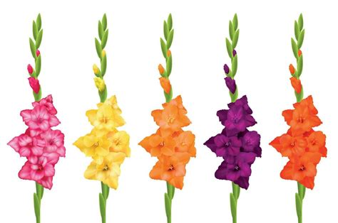 Gladiolus Realistic Set 24853287 Vector Art at Vecteezy