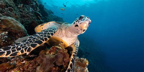 10 Things You Never Knew About Hawksbill Turtles