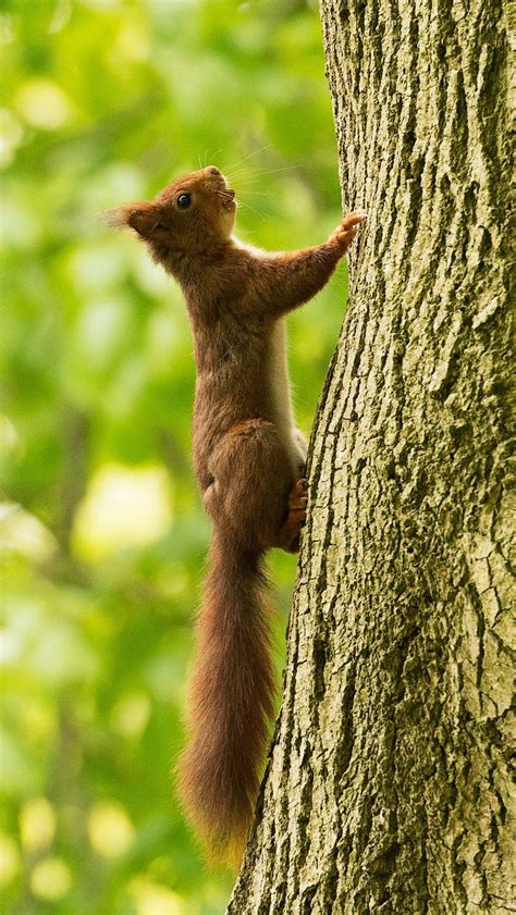 800x1420 Wallpaper squirrel, tree, climb | Cartoon trees, Squirrel, Red ...