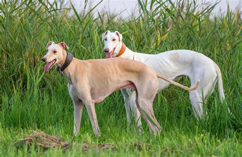 Do Italian Greyhounds Have Bad Teeth