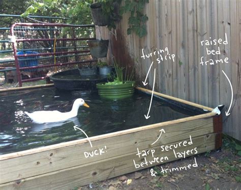 duck in pond, with text overlay illustrating construction. | Backyard ...