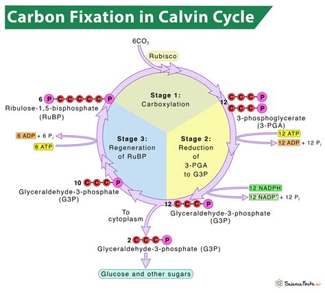 Carbon Fixation in Photosynthesis: Definition and Process