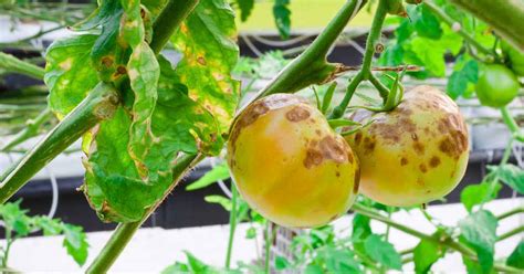 How to Identify, Control and Prevent Blight on Your Tomatoes