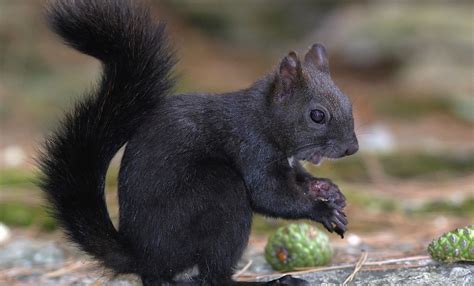 Black squirrel: Nationwide hunt 100 years after it was first introduced ...