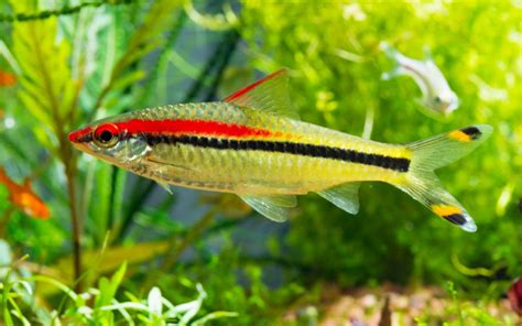 10 Types of Barb Fish to Keep in Your Aquarium - AquariumNexus