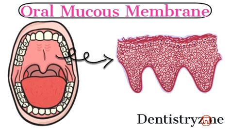 Introduction to Oral Mucous Membrane | Dental Histology | Dentistry