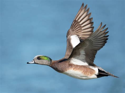 1,100+ American Wigeon Duck Photos Stock Photos, Pictures & Royalty ...