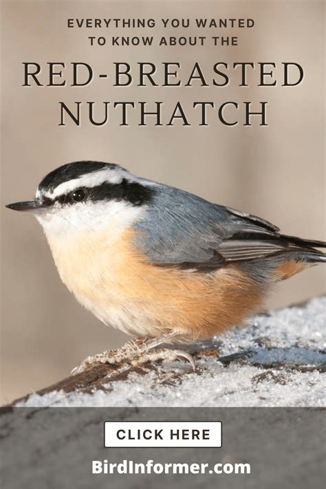 Red-breasted Nuthatch: Bird Identification, Habits, Facts, Nesting ...