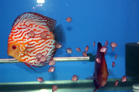 How To Breed Discus Fish - Discus Fish Types