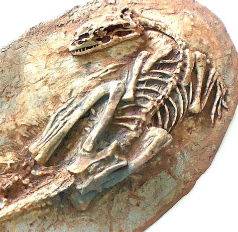 Microraptor Skeleton Replica Fossil – Triassica