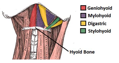 Extrinsic Laryngeal Musculature Flashcards | Quizlet