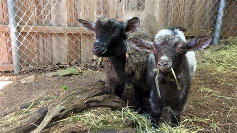 Pygora Goat | Elmwood Park Zoo