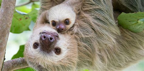 Sloths aren't lazy – their slowness is a survival skill