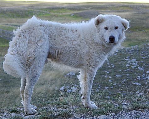 Maremma Sheepdog Info, Temperament, Training, Puppies, Pictures