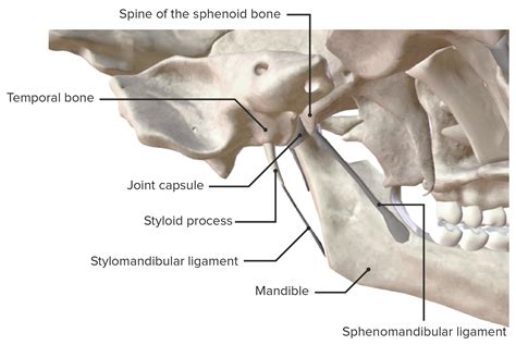 Anatomy Of Temporomandibular Joint