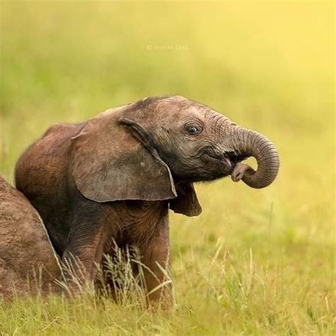 Meet Hope The Elephant, An Adorable Baby Elephant With A Smile Always ...