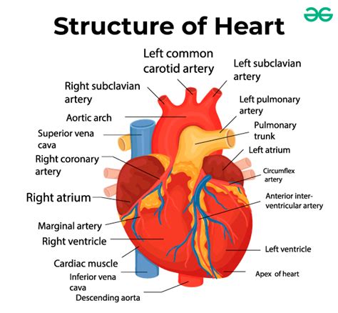 Biology Diagram - Important Diagram, & its Benefits GeeksforGeeks