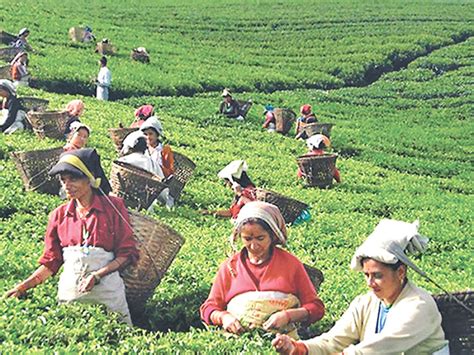 Nepali tea industry lacks technology, expertise