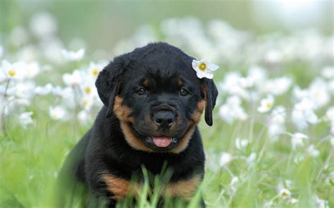 Download Animal Puppy HD Wallpaper