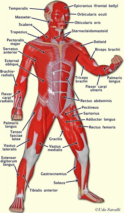 BIO201-Muscle Man