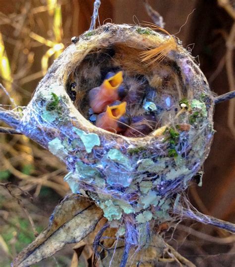 Shirley's World: Tiny and Feisty, the Hummingbird