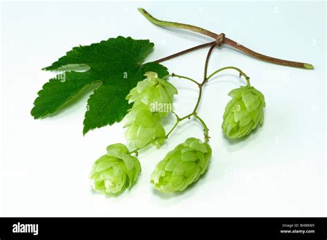 Common Hop (Humulus lupulus), tendril with leaf and fruit, studio ...