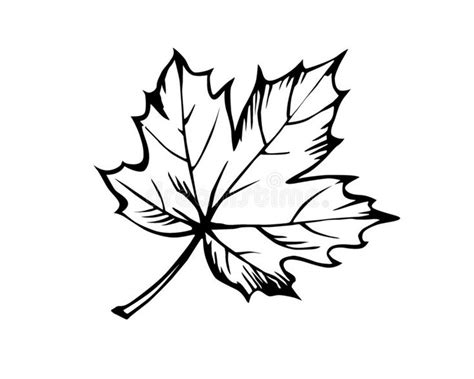 Sketch of the sheet. Of the maple on white background , #AFF, #sheet, # ...