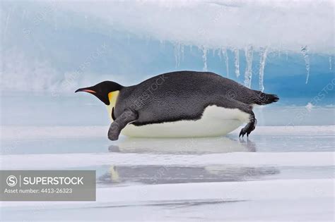 Emperor Penguin Sliding