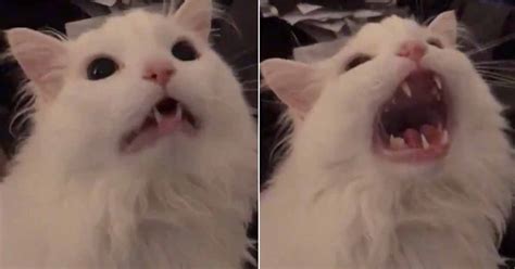 Thurston Waffles the Beloved Screaming Meme Cat Has Passed Away - Feels ...