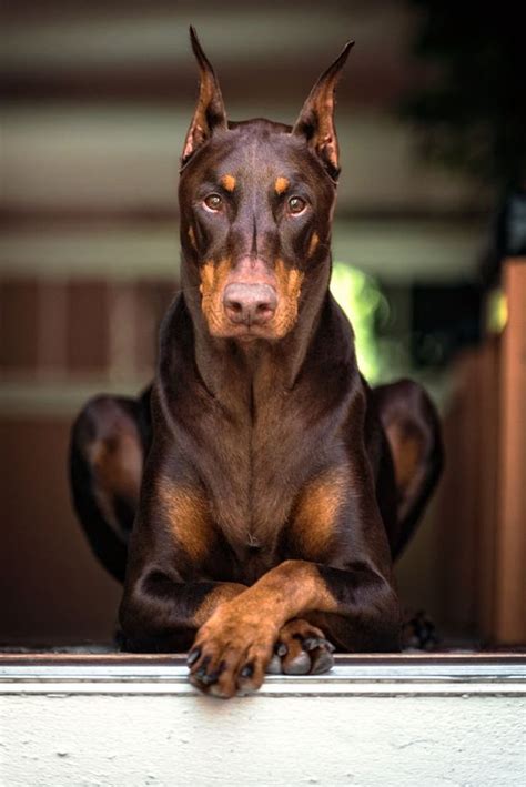 Doberman