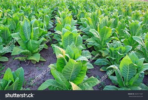 Tobacco Plant Stock Photo 302571407 : Shutterstock