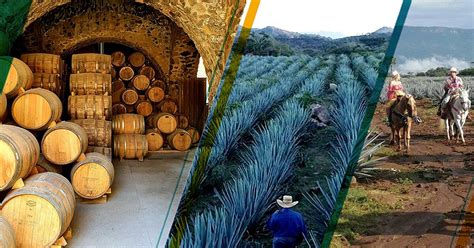 The Agave Paradise Tour (Tequila, Mexico): Address, Phone Number ...