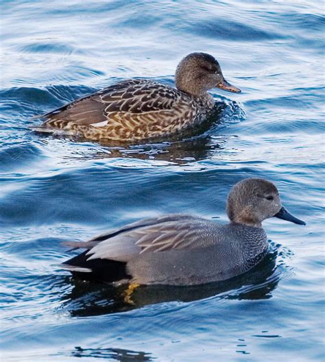 Gadwall | Dabbling Ducks, Mallard Relatives, Wetland Birds | Britannica