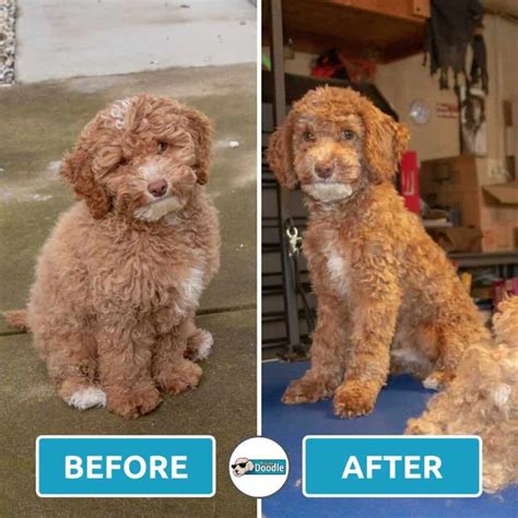 Short Cockapoo Haircut Styles: 17 Before and After Photos!