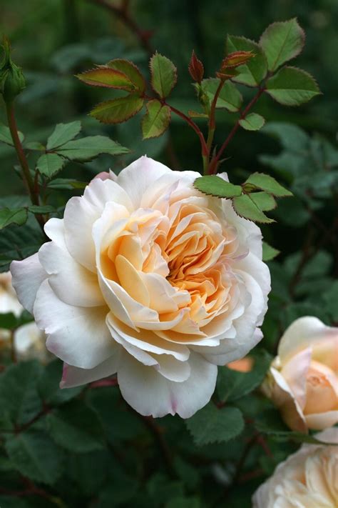 Crocus Rose (Syn. Emanuel) | Beautiful flowers, Rose garden, English roses