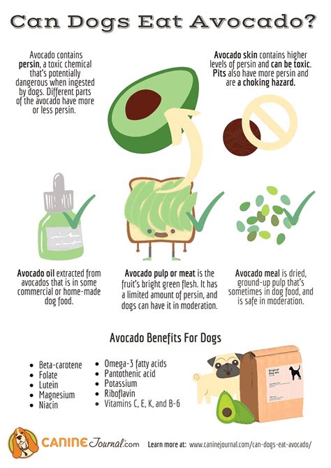 Is Avocado Safe For Dogs