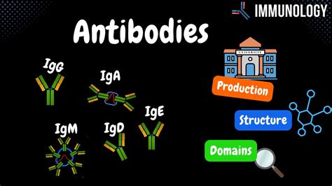 Antibodies - Production, Structure, Domains, Types (IgG, IgD, IgA, IgE ...