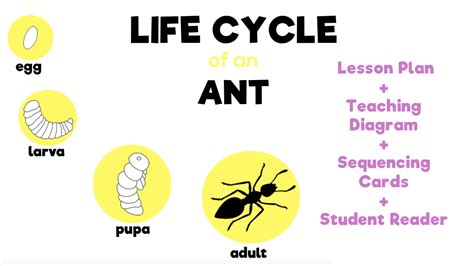 Life Cycle of an Ant - Lesson Plan Source