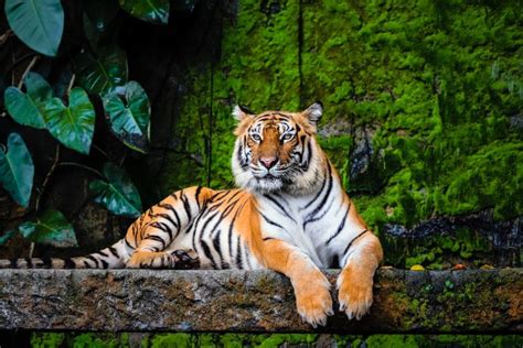 18 Incredible Bengal Tiger Facts - Facts.net